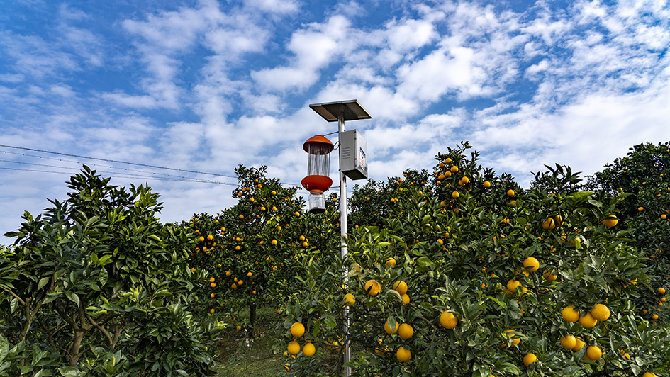 保合镇梨橙基地